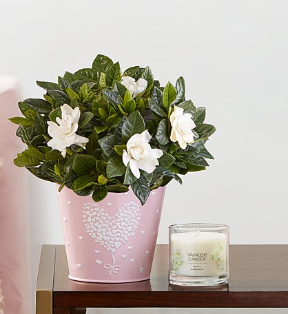Love Is In The Air Gardenia™
